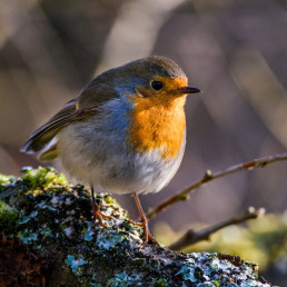 Vogels in de tuin