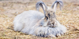 angora konijn