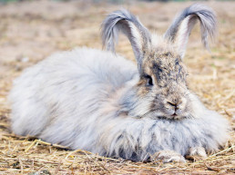 angora konijn