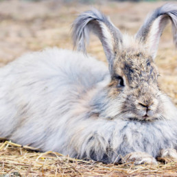 angora konijn