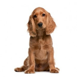 Halflang haar hond