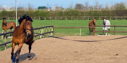 Longeren met je paard