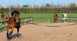 Longeren met je paard