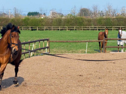 Longeren met je paard