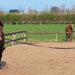 Longeren met je paard