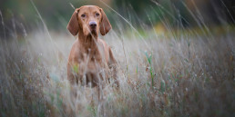 hond, mens, bescherming, vlooien, teken