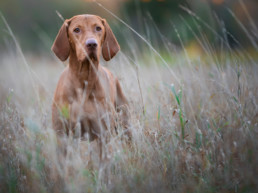 hond, mens, bescherming, vlooien, teken