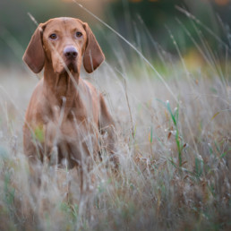 hond, mens, bescherming, vlooien, teken