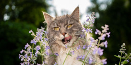 Kattenkruid voor katten