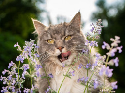 Kattenkruid voor katten