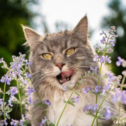 Kattenkruid voor katten