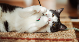 Kattenspelletjes