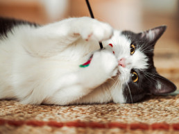 Kattenspelletjes