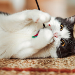 Kattenspelletjes