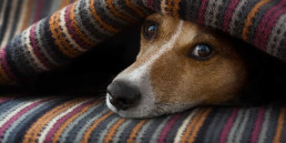 Zieke hond