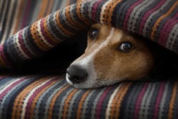 Zieke hond