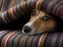 Zieke hond
