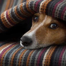 Zieke hond