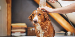 Vachtverzorging hond