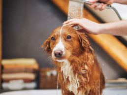 Vachtverzorging hond
