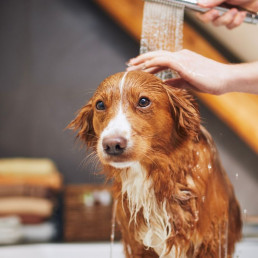Vachtverzorging hond