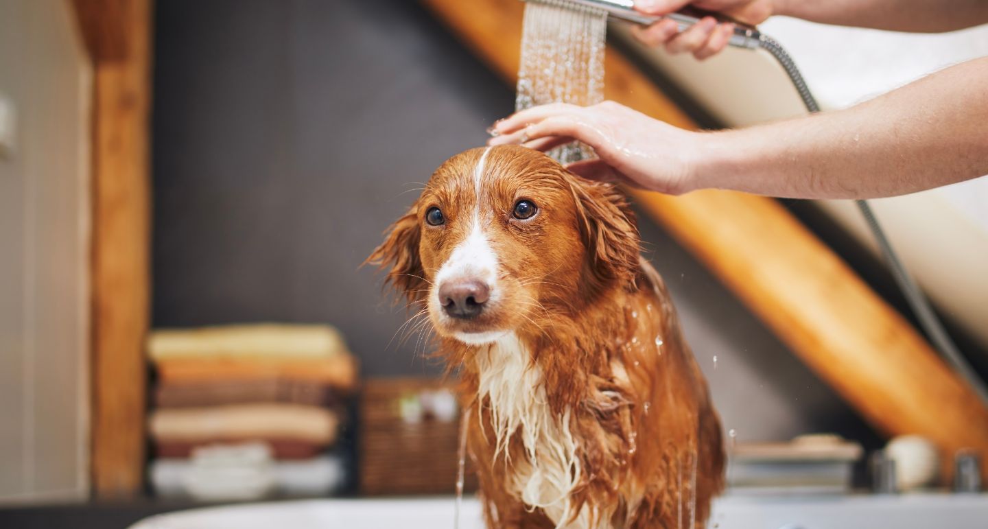 https://www.petsplace.nl/advies/wp-content/uploads/2018/03/Vachtverzorging-hond.jpg