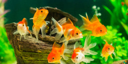 Goudvissen en waterplanten