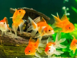 Goudvissen en waterplanten
