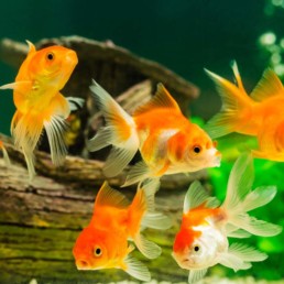 Goudvissen en waterplanten