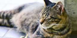 Ontlasting voeding kat