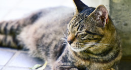 Ontlasting voeding kat