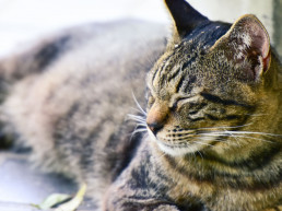 Ontlasting voeding kat