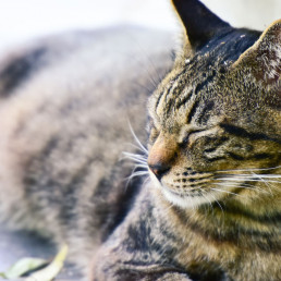 Ontlasting voeding kat