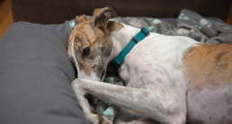Gevoelige spijsvertering bij je hond