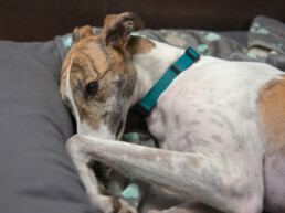 Gevoelige spijsvertering bij je hond