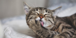 Haarbal, kat aan het wassen