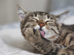 Haarbal, kat aan het wassen