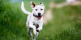 Chomper Wing-It, hondenspeelgoed, hond, speelgoed, apporteren