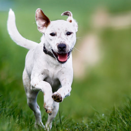 Chomper Wing-It, hondenspeelgoed, hond, speelgoed, apporteren