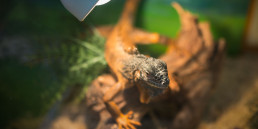 Reptiel in terrarium onder verlichting