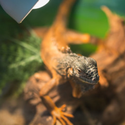 Reptiel in terrarium onder verlichting