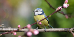 Vogel op een tak tijdens de lente