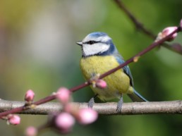 Vogel op een tak tijdens de lente