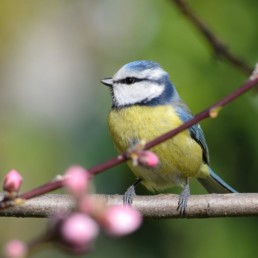 Vogel op een tak tijdens de lente