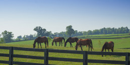 Zomereczeem bij paarden