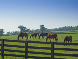 Zomereczeem bij paarden
