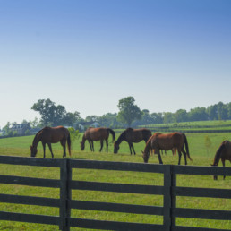 Zomereczeem bij paarden