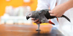 kortwieken vogel