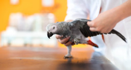 kortwieken vogel