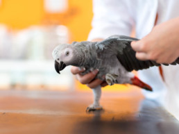 kortwieken vogel